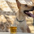 犬に『炭酸飲料』を…