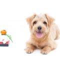 犬に『おもち』は食…