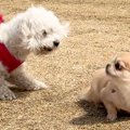 心優しい犬が『他の…