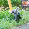 犬の『超危険なおし…