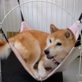 ハンモックに乗る練…