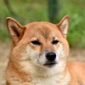 愛犬が見せる『今は…