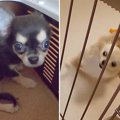 子犬に気づいたチワ…