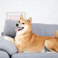 危険！家の中で犬の…