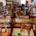 保護犬センターのラ…