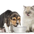 犬に猫のフードを与…