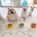 並んでごはんを待つ5…