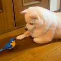自分用に買った『100…