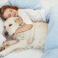 犬と一緒に寝ても大…
