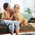 犬を『落ち着いた性…