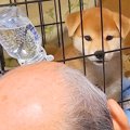 赤ちゃん犬を飼って3…