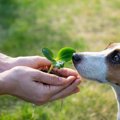 アメリカ〜NY市で犬…