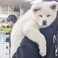 「秋田犬本当に未知…