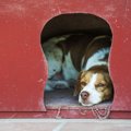 犬が隙間に挟まりた…