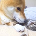 犬が『子猫がそばに…