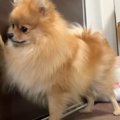 犬が『ドアの向こう…