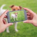 愛犬の撮影に使える…