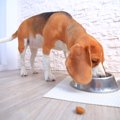 犬がおならをする理…