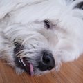 犬が突然動かなくな…
