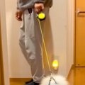散歩の練習で『子犬…