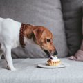 犬がしていたらドキ…