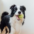 犬を散歩に連れてい…