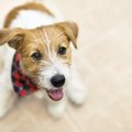 犬が懐かない時の原…