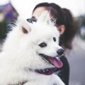 犬が散歩で抱っこを…