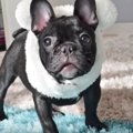 子犬がクマさんに変…