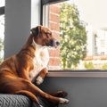 愛犬の『座り方』が…