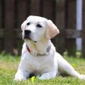 飼い主に忠実な犬種…