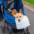 シニア犬が『甘える…