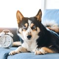 『起きてー！』犬が…