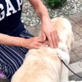 『母に飼うのを反対…