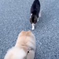 犬が『仲良しな野良…