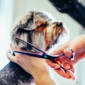 犬のトリミングを自…