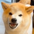 『散歩行くよ』と呼…