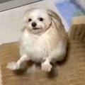 潔癖症な犬に『ハグ…