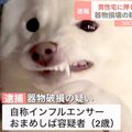 犬が器物破損の暴挙…