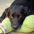 犬がぬいぐるみに嫉…
