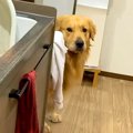 大型犬が『家族に怒…