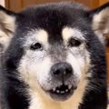 15歳のおばあちゃん…