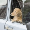 愛犬と旅行で気を付…