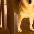 赤ちゃんを寝かしつ…
