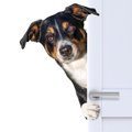 犬が『飼い主を探し…