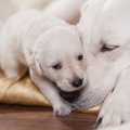 ブリーダーから子犬…