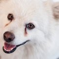 犬の涙やけのケア方…