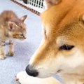 犬が『臆病な子猫』…