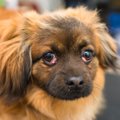 犬のチェリーアイ｜…