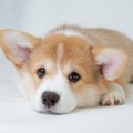 【獣医師執筆】犬の…